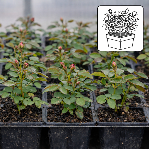 Rosa romântica